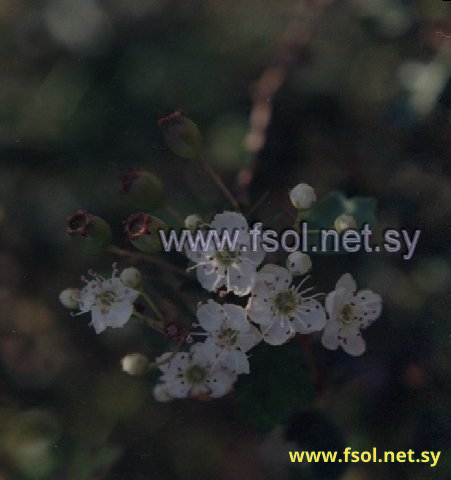 Crataegus monogyna  Jacq.
